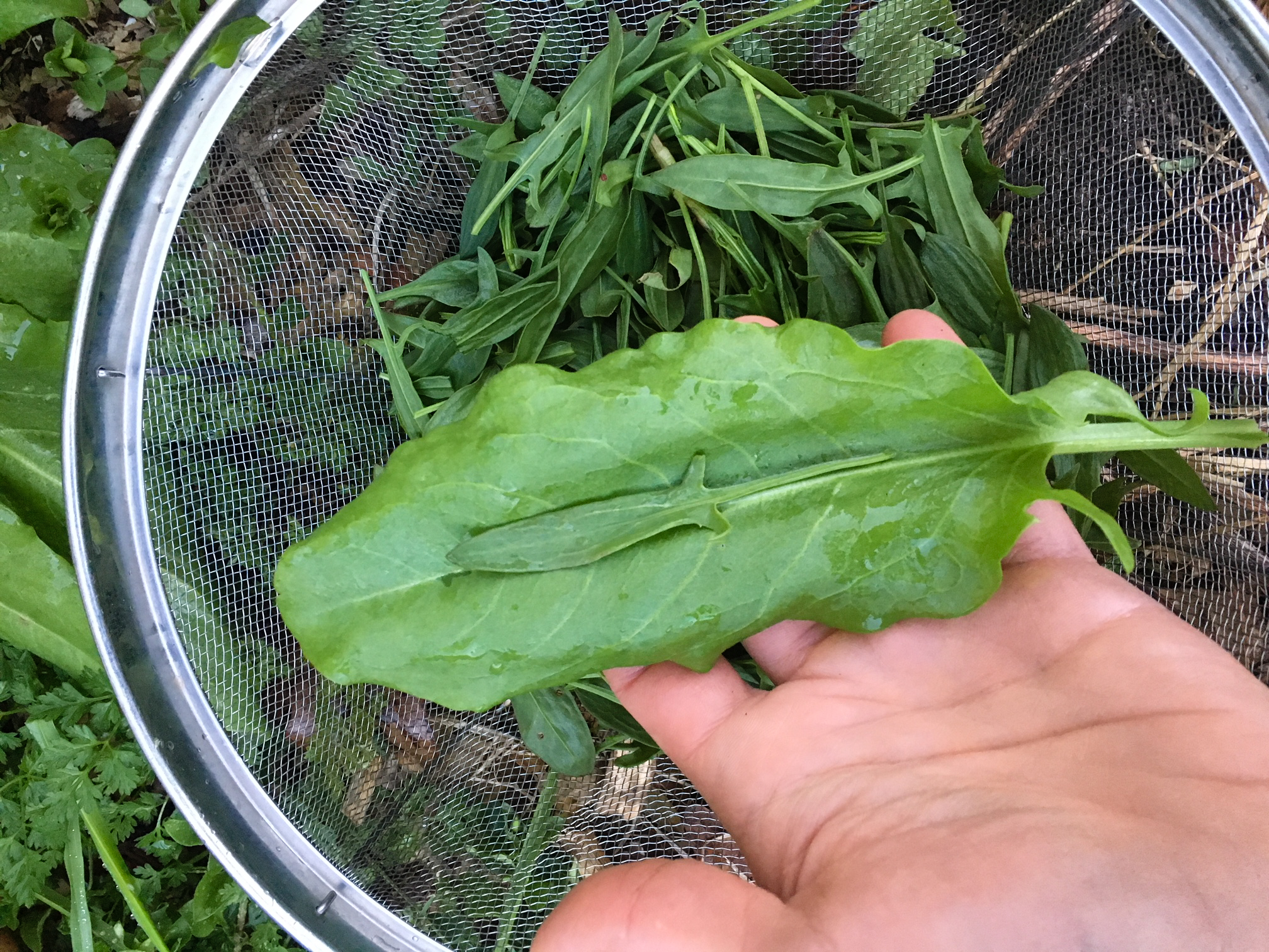 sorrel-a-veggie-that-tastes-like-lemons-but-has-more-vitamin-c